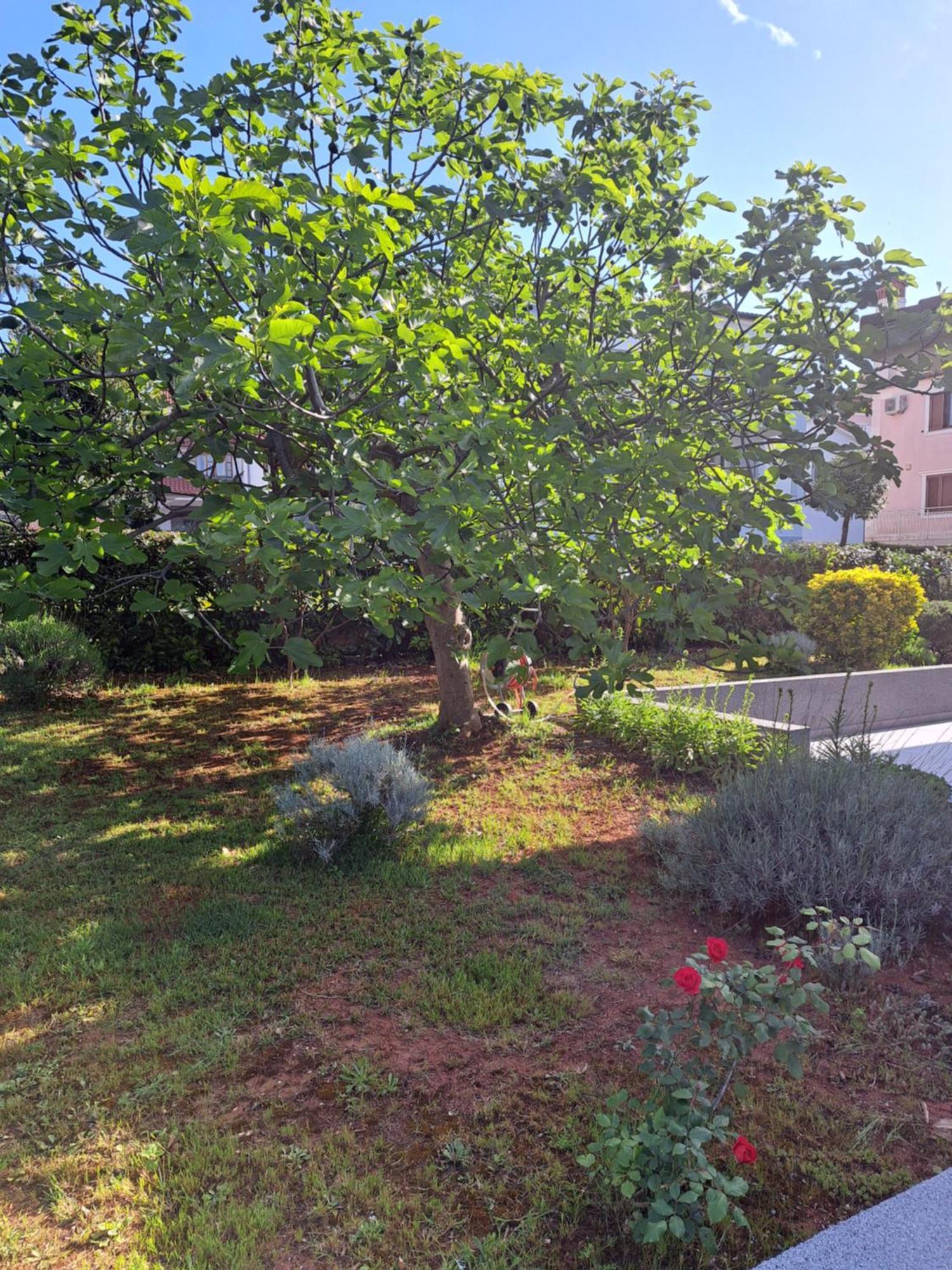 Apartment Elinor 2 Rovinj Exterior foto